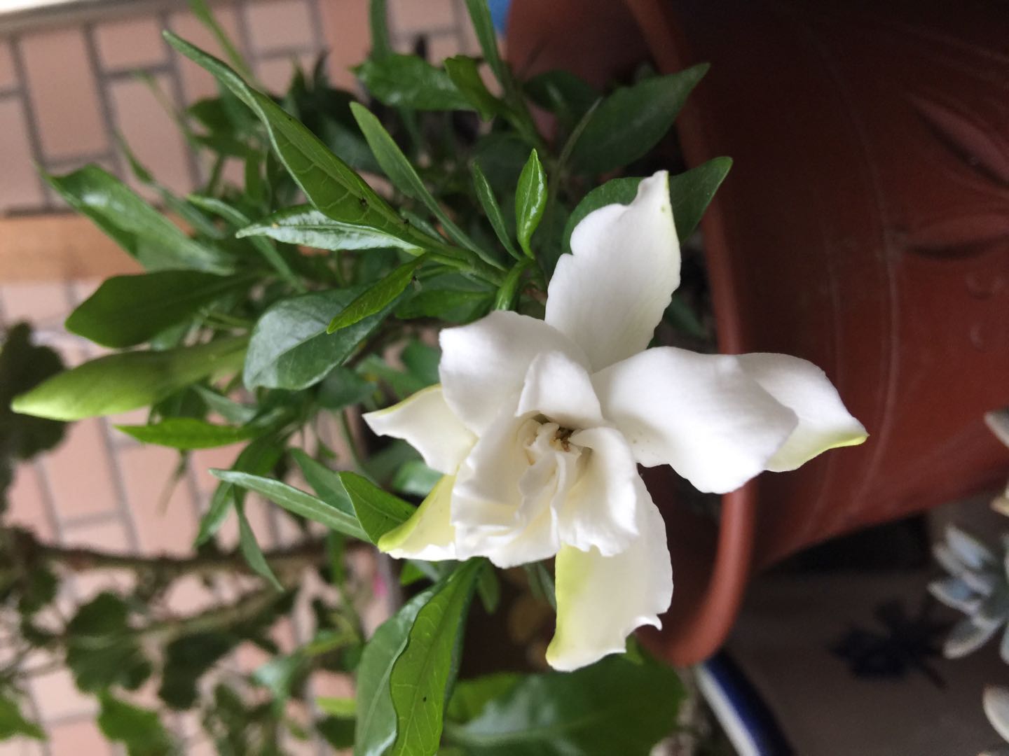 小叶栀子