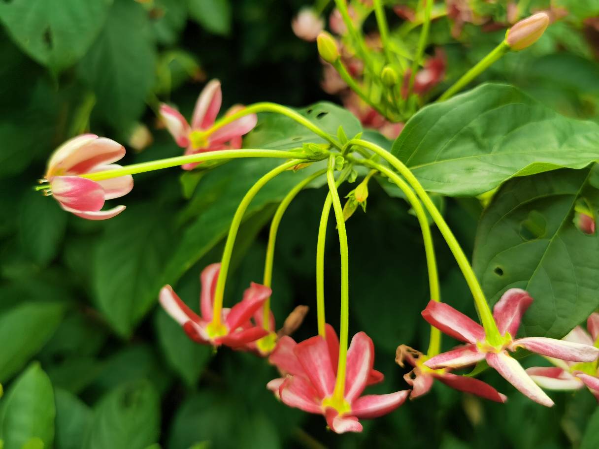 花卉
