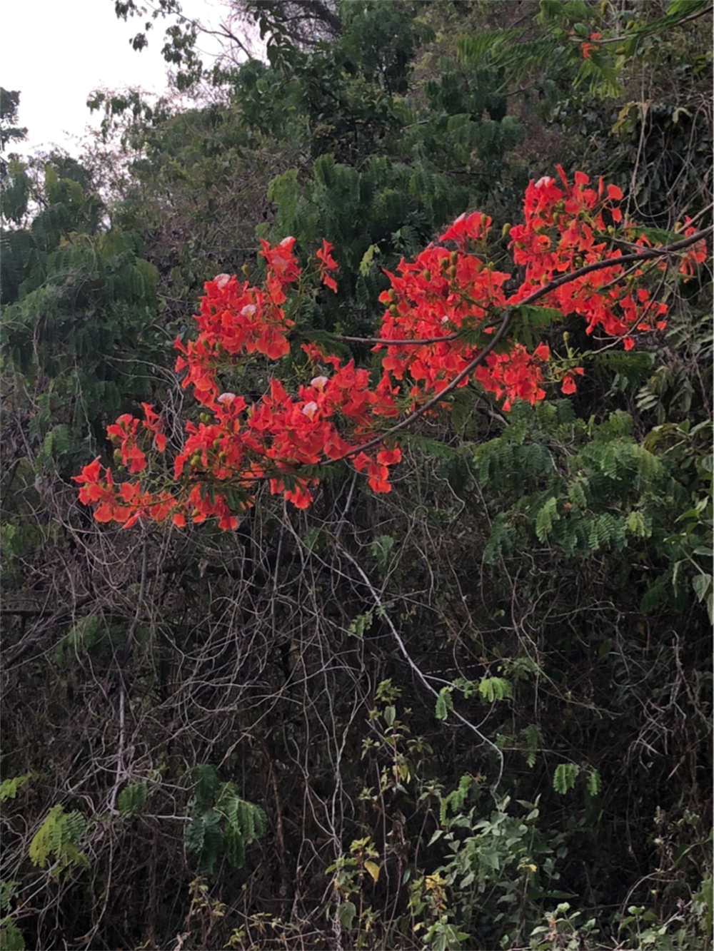 凤凰花