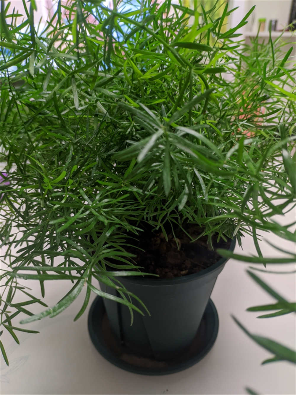花卉