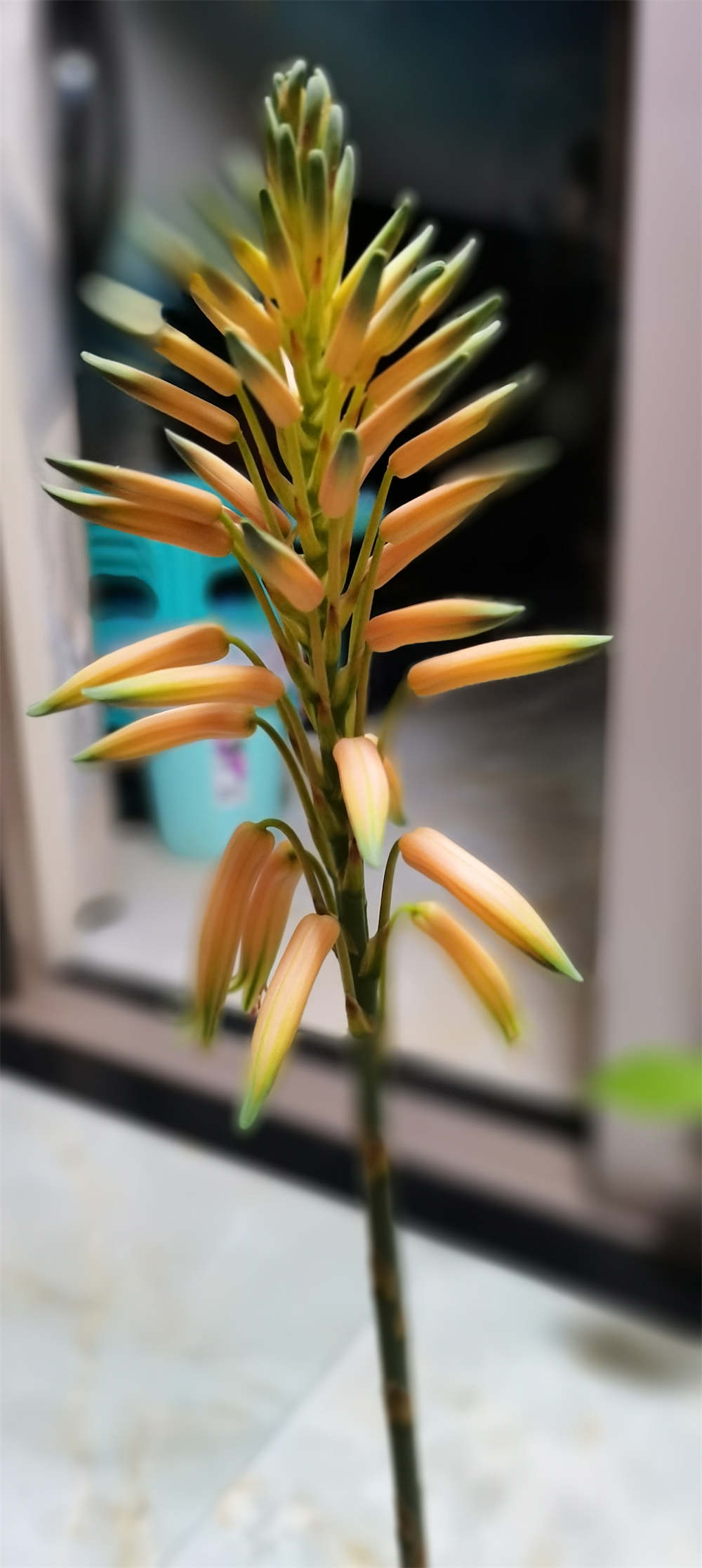 芦荟
