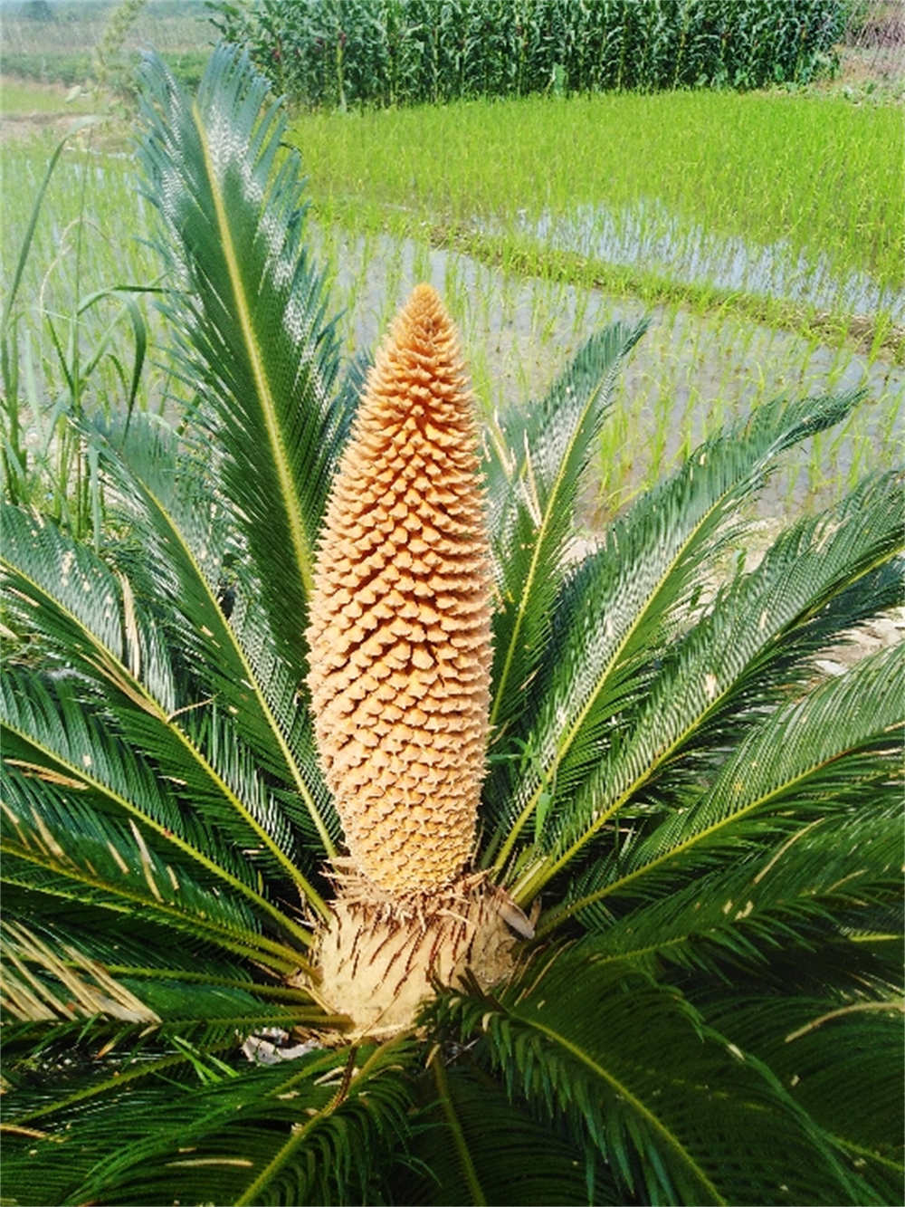 花卉