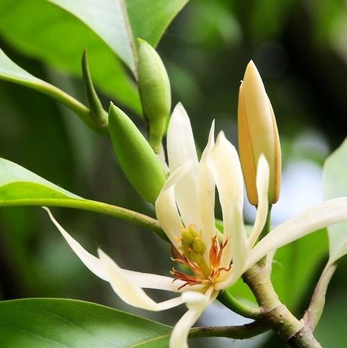 花卉