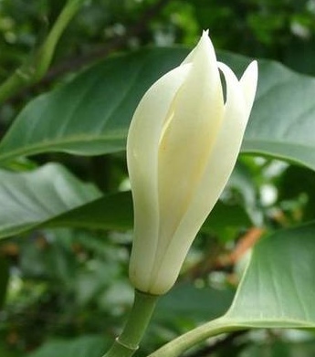 花卉