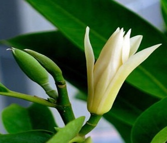 花卉