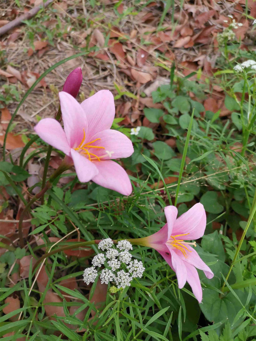 韭菜兰花