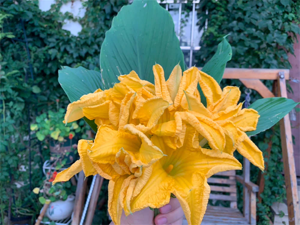 南瓜花
