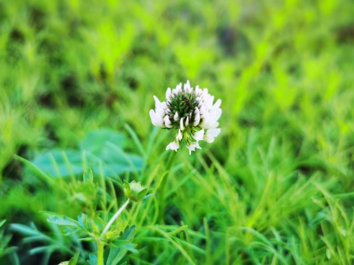 车轴草