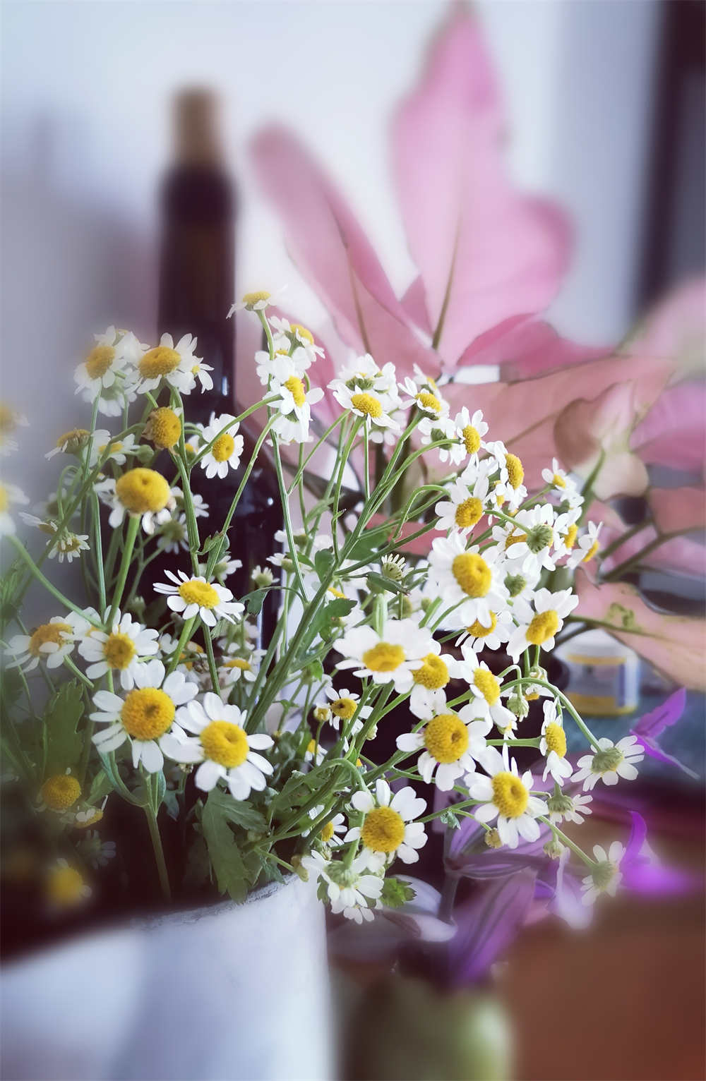 小雏菊
