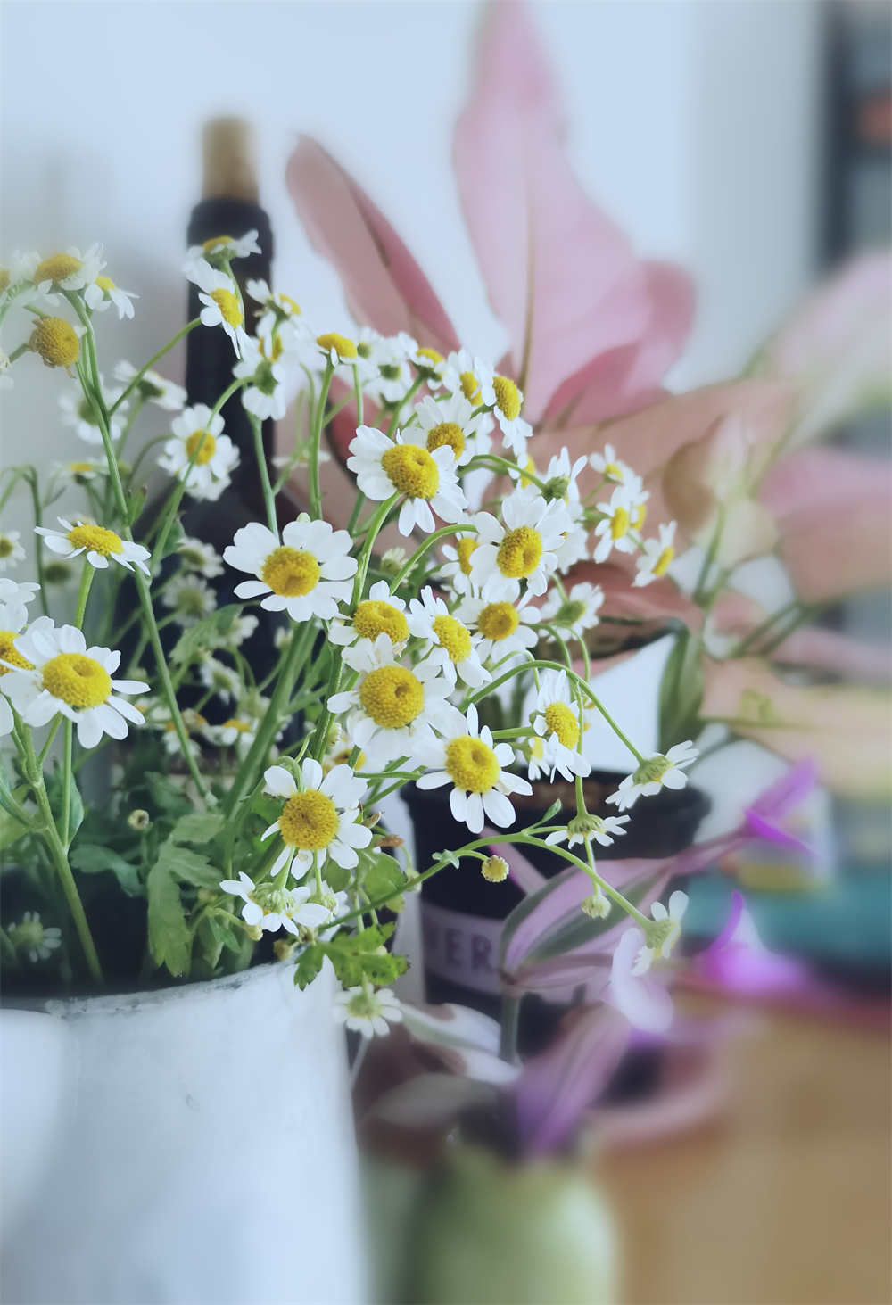 小雏菊