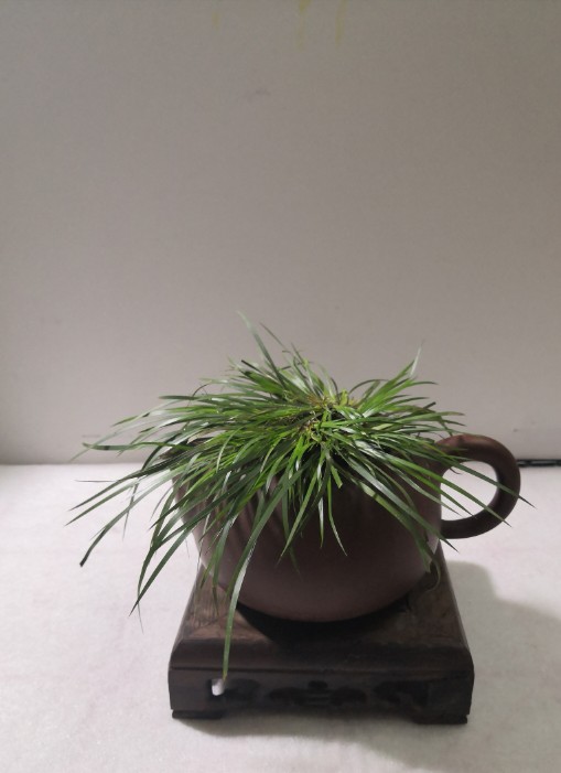蒲草