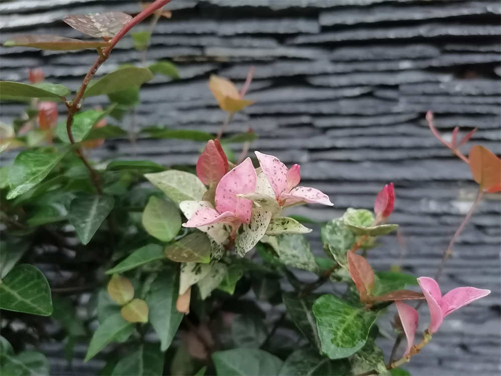花卉