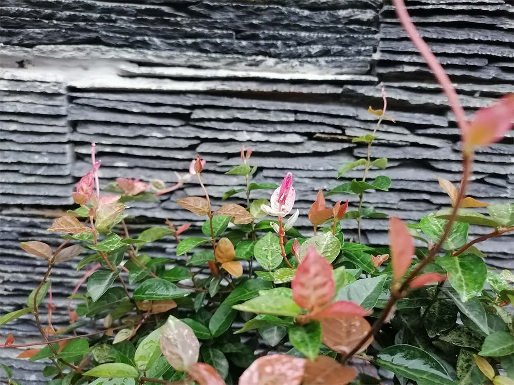 花卉