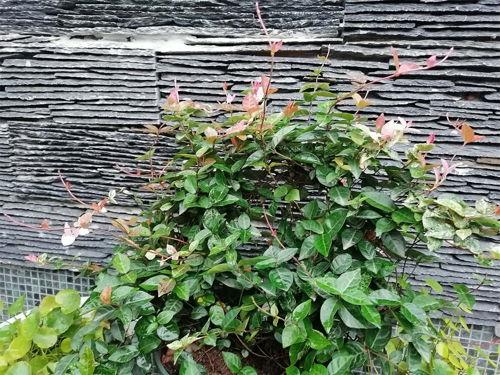 花卉
