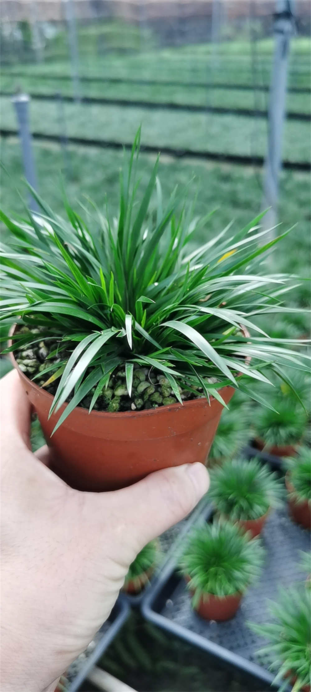 蒲草