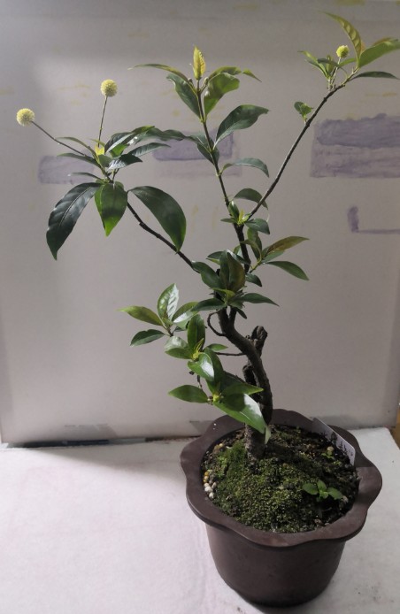 水杨梅