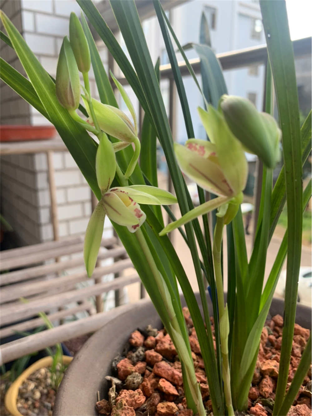 花卉