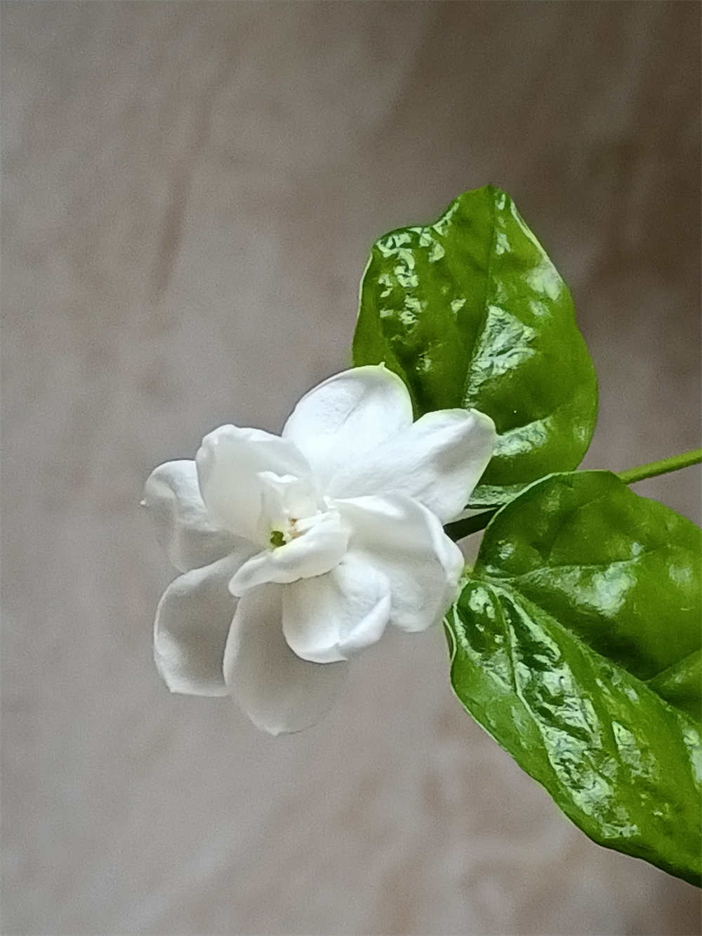 花卉