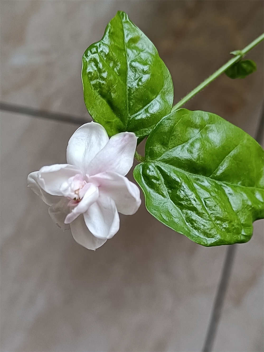 花卉