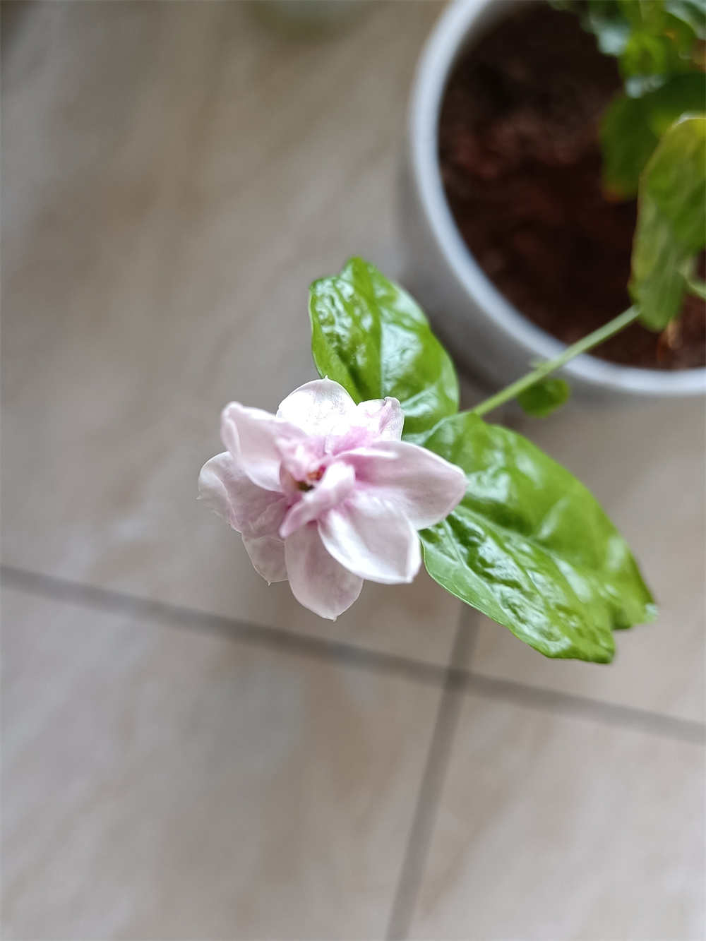 花卉