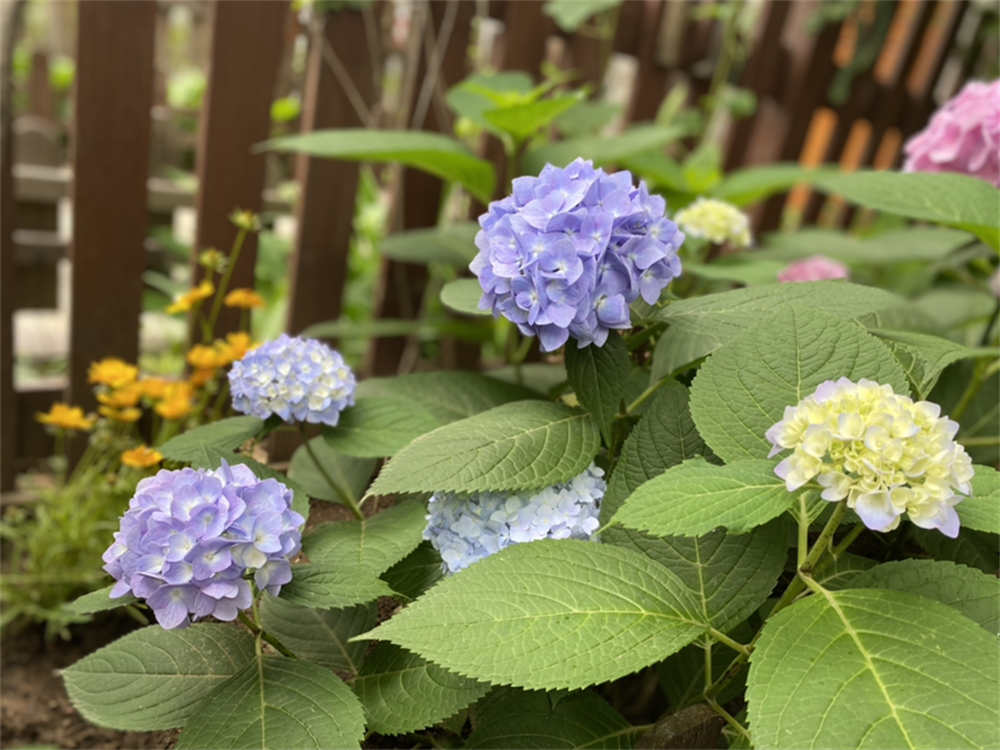 花卉