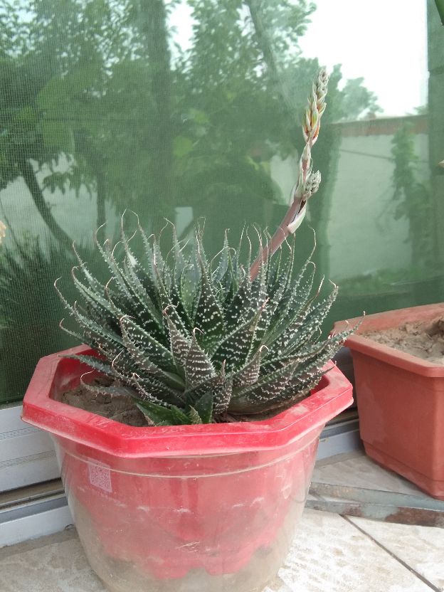 花卉