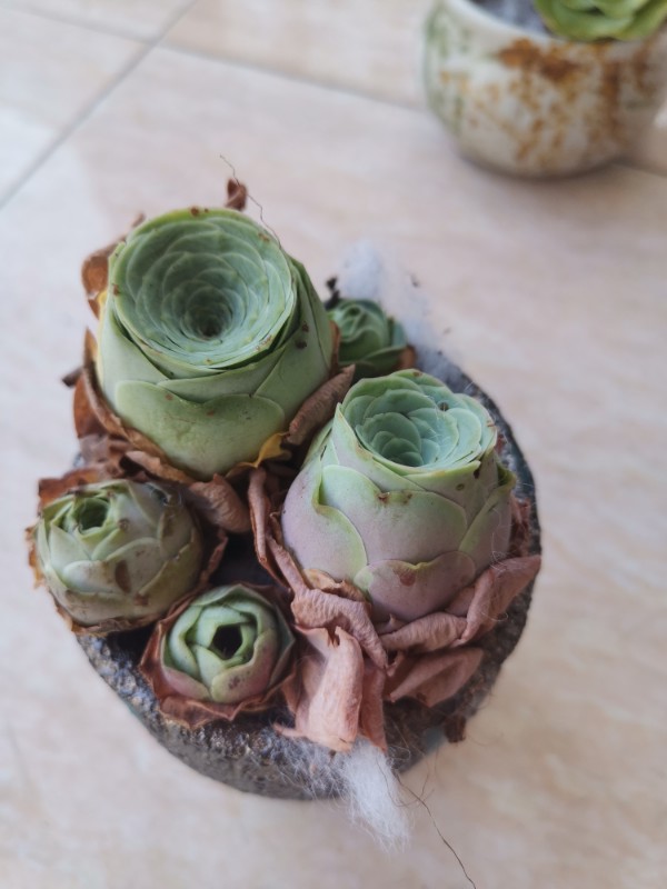 花卉