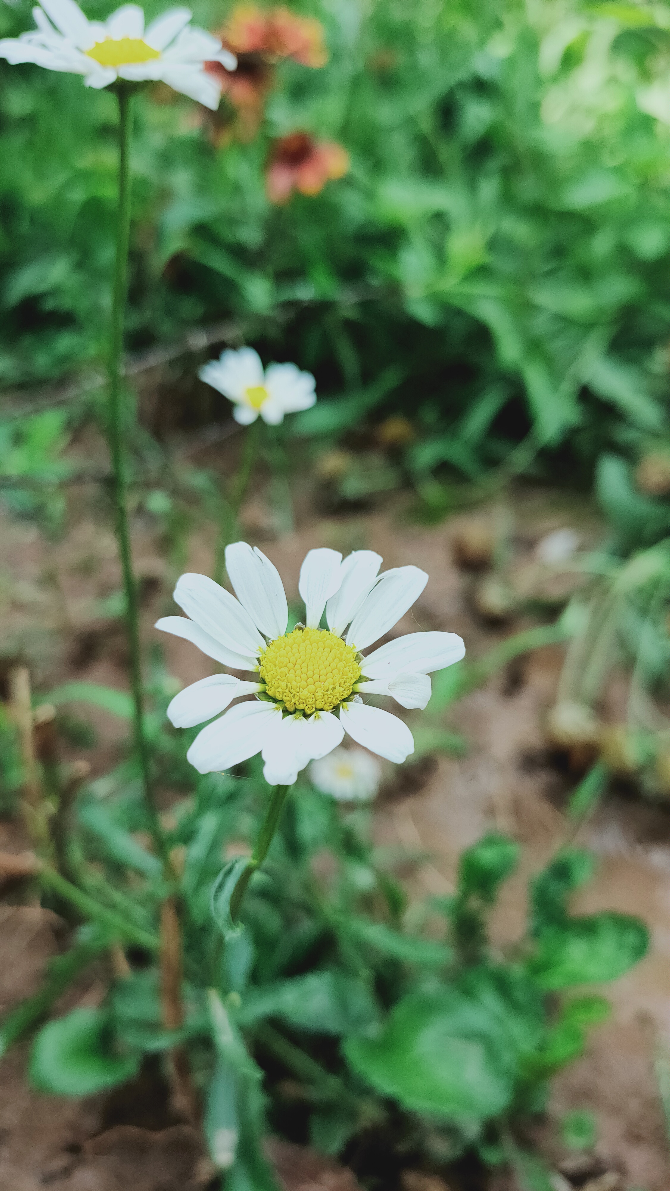 大滨菊 大滨菊