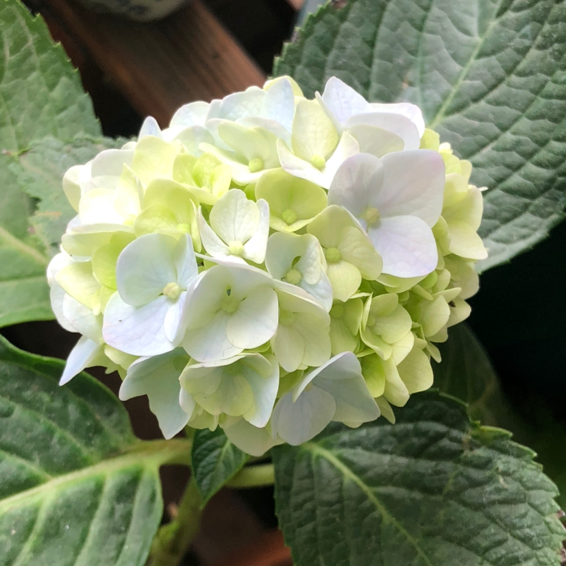 花卉