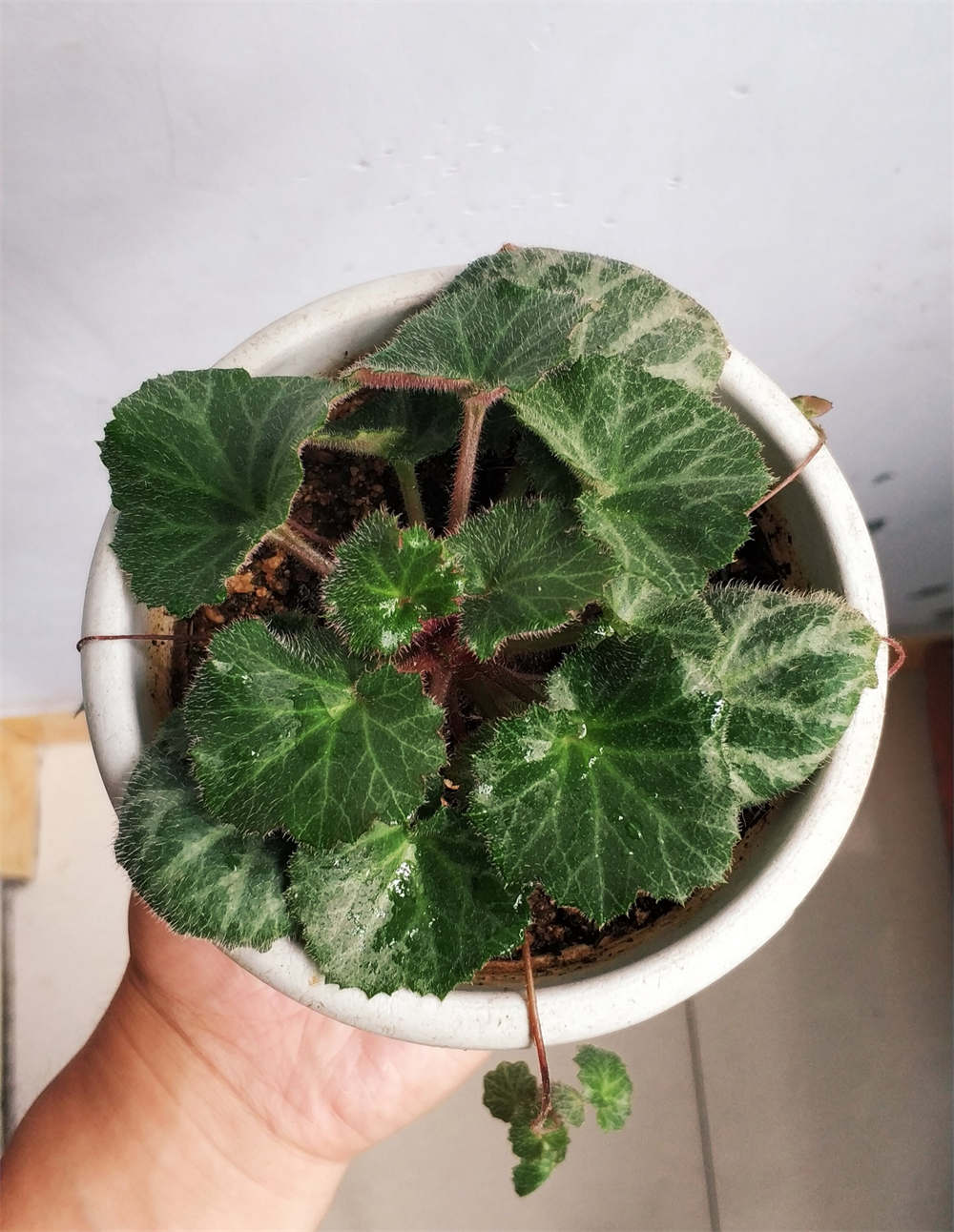 虎耳草