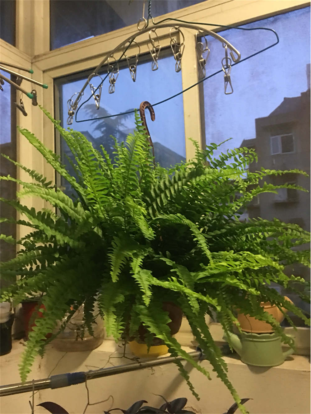 肾蕨