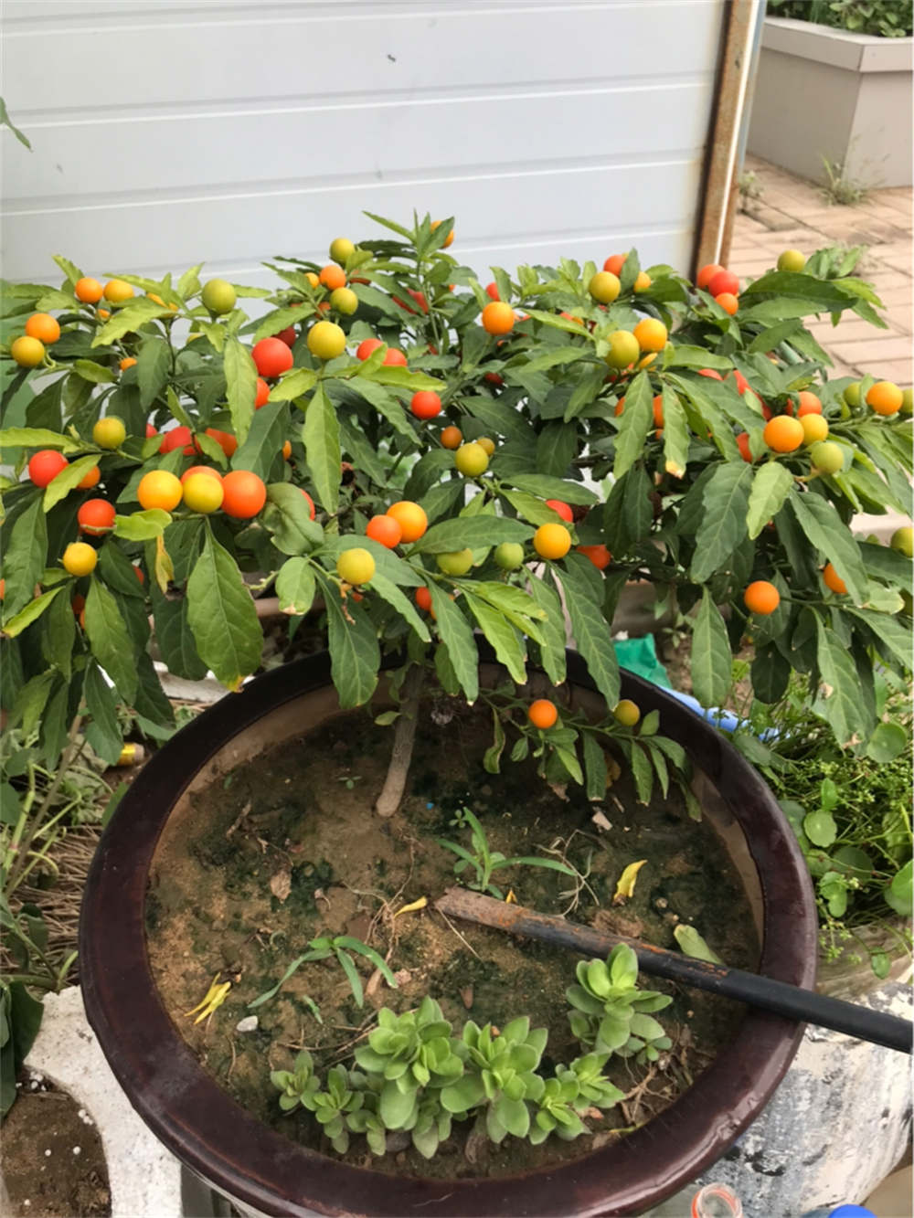 花卉