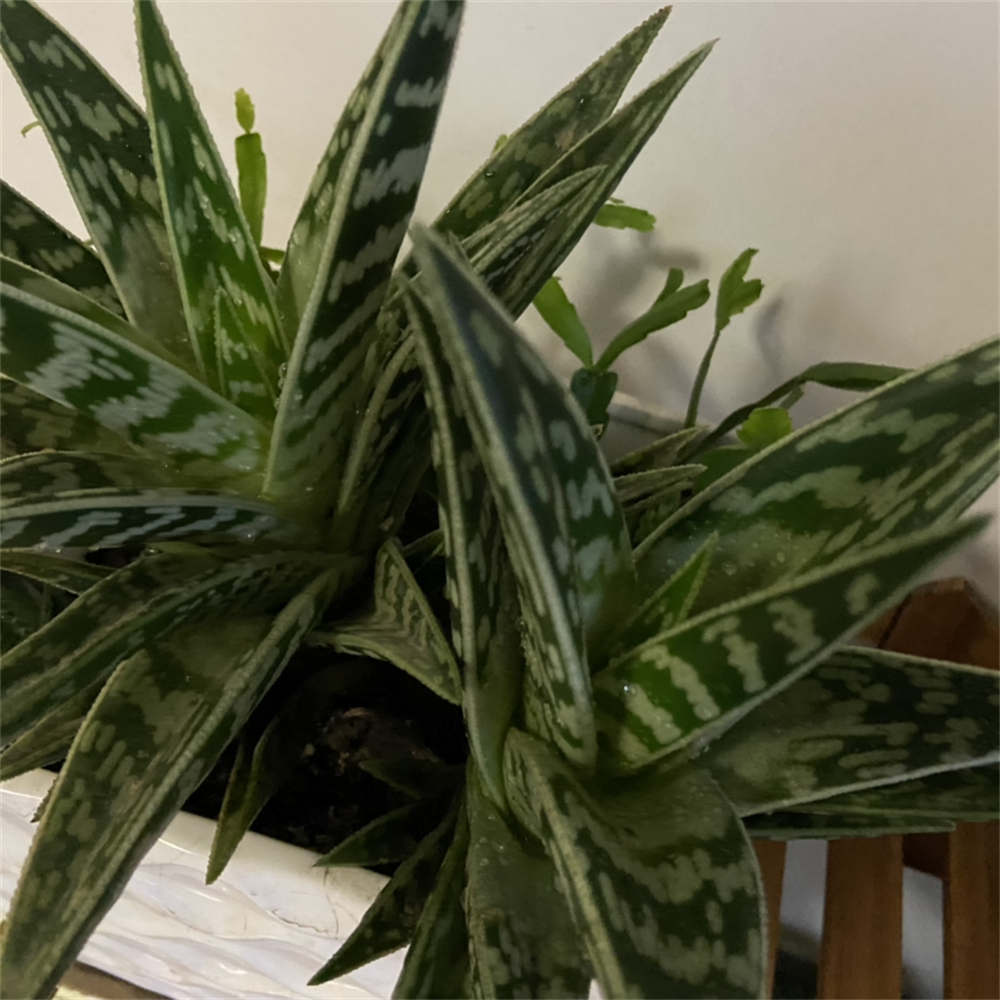 翠花掌