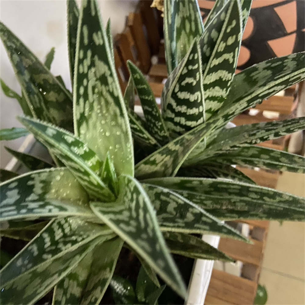 翠花掌