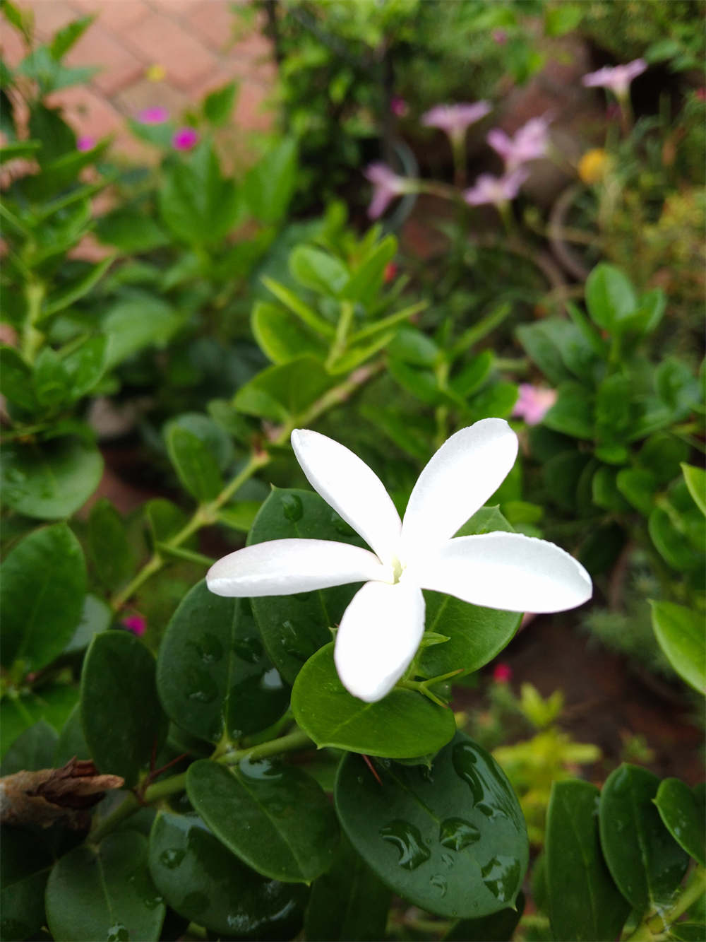 铁茉莉