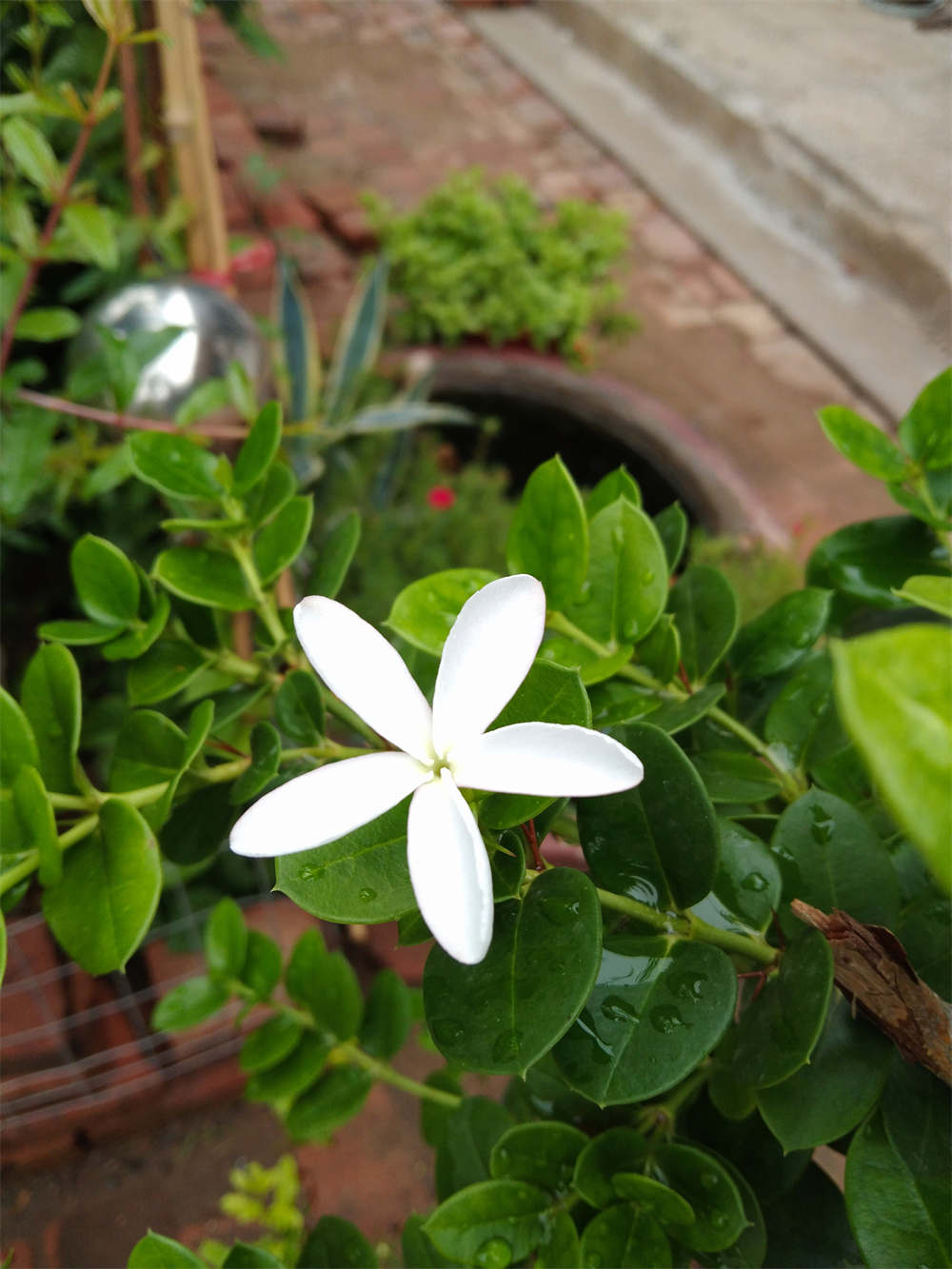 铁茉莉