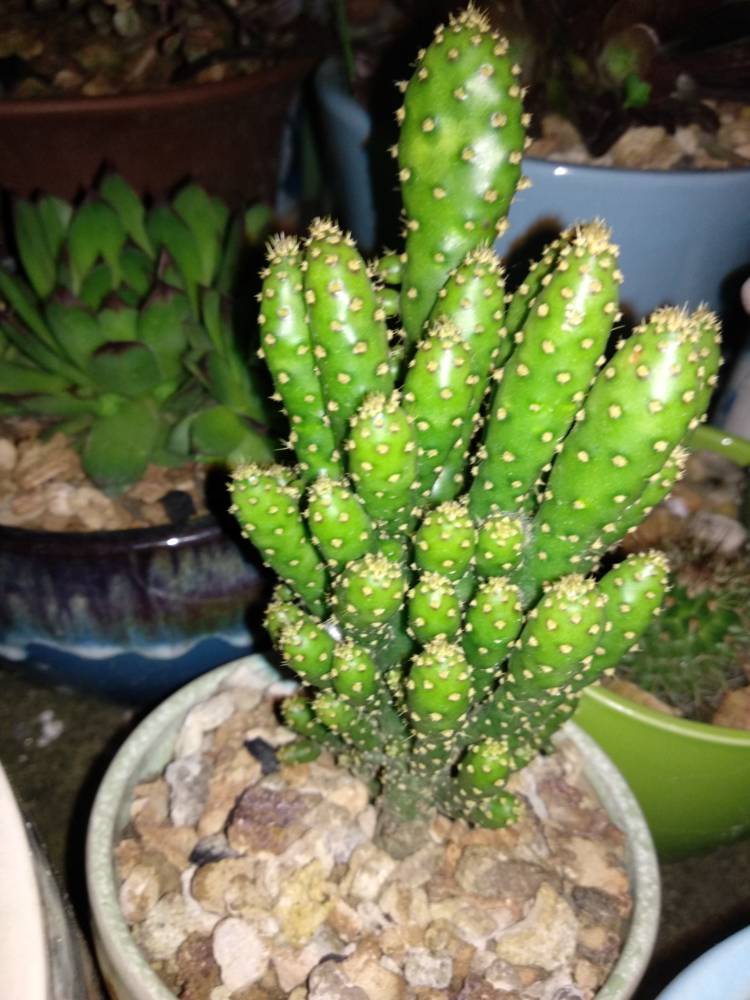 花卉