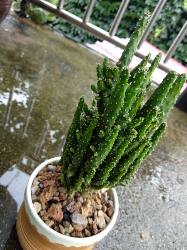 招财树