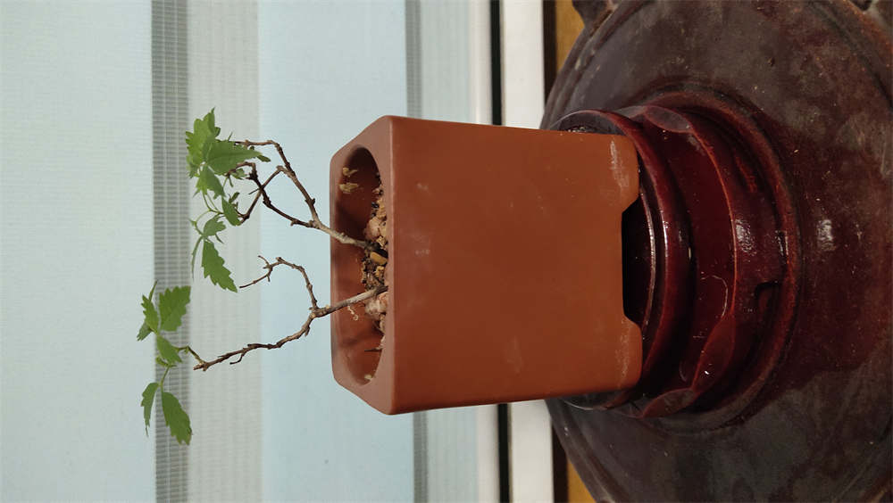 黄荆