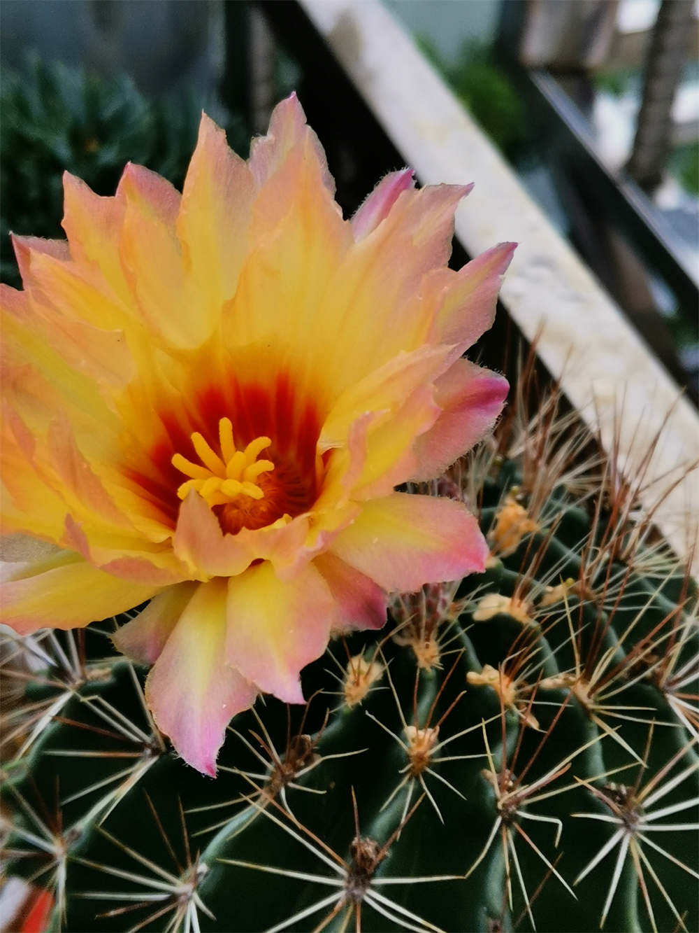 花卉