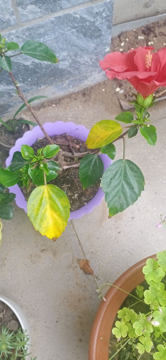 花卉