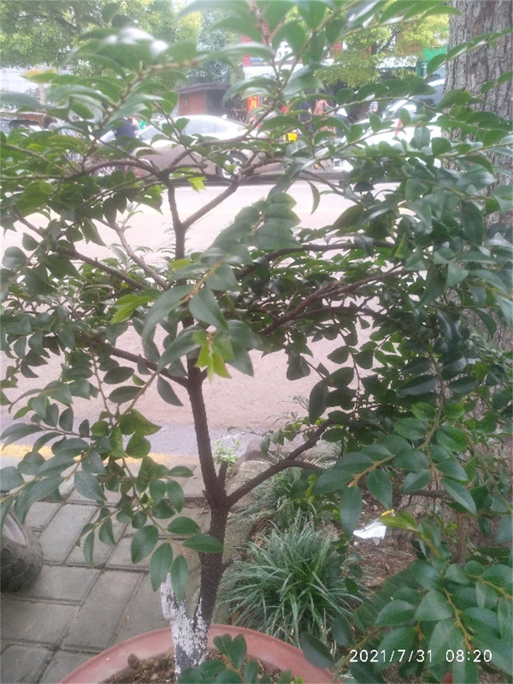 花卉