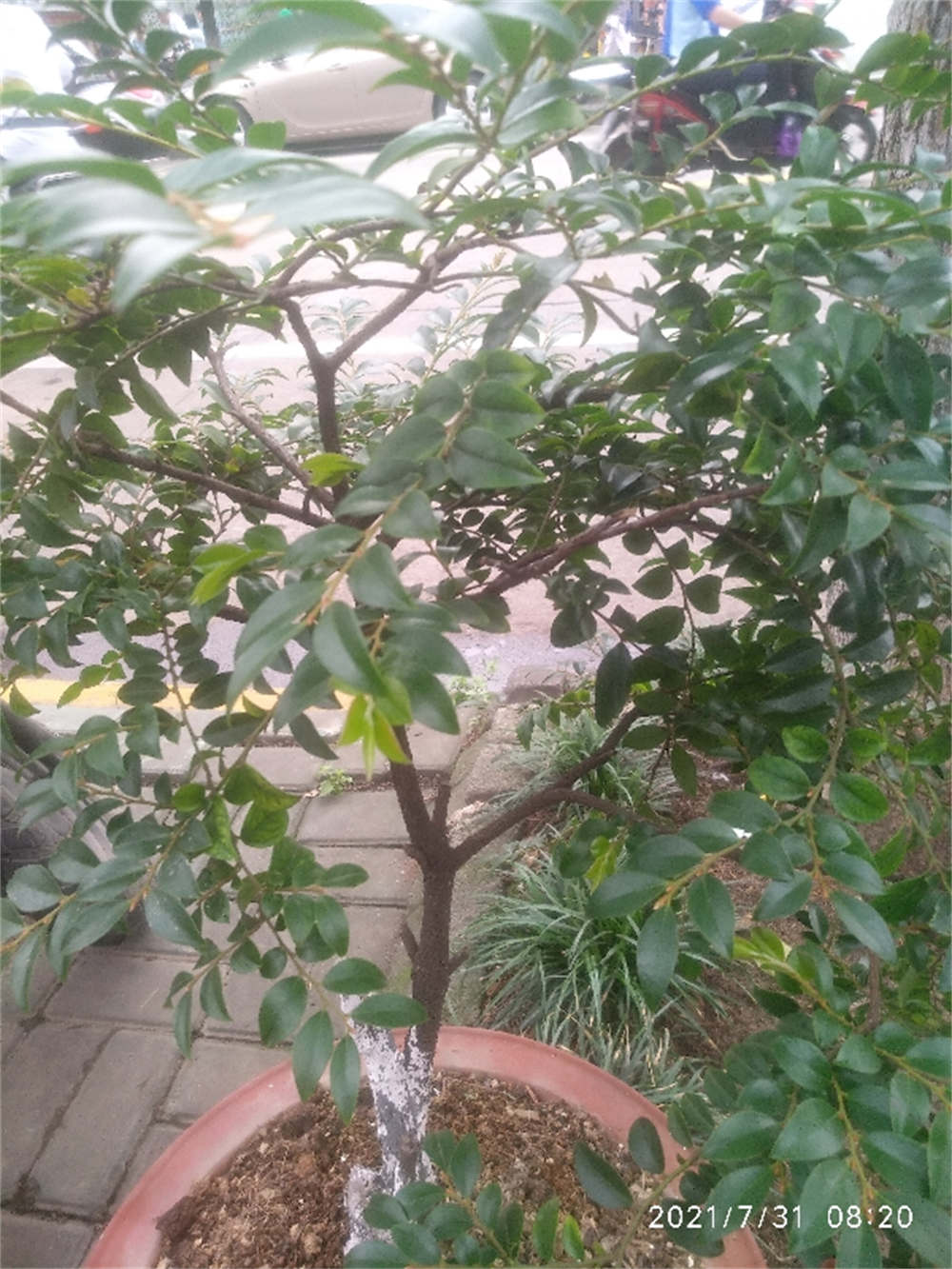 小叶紫檀