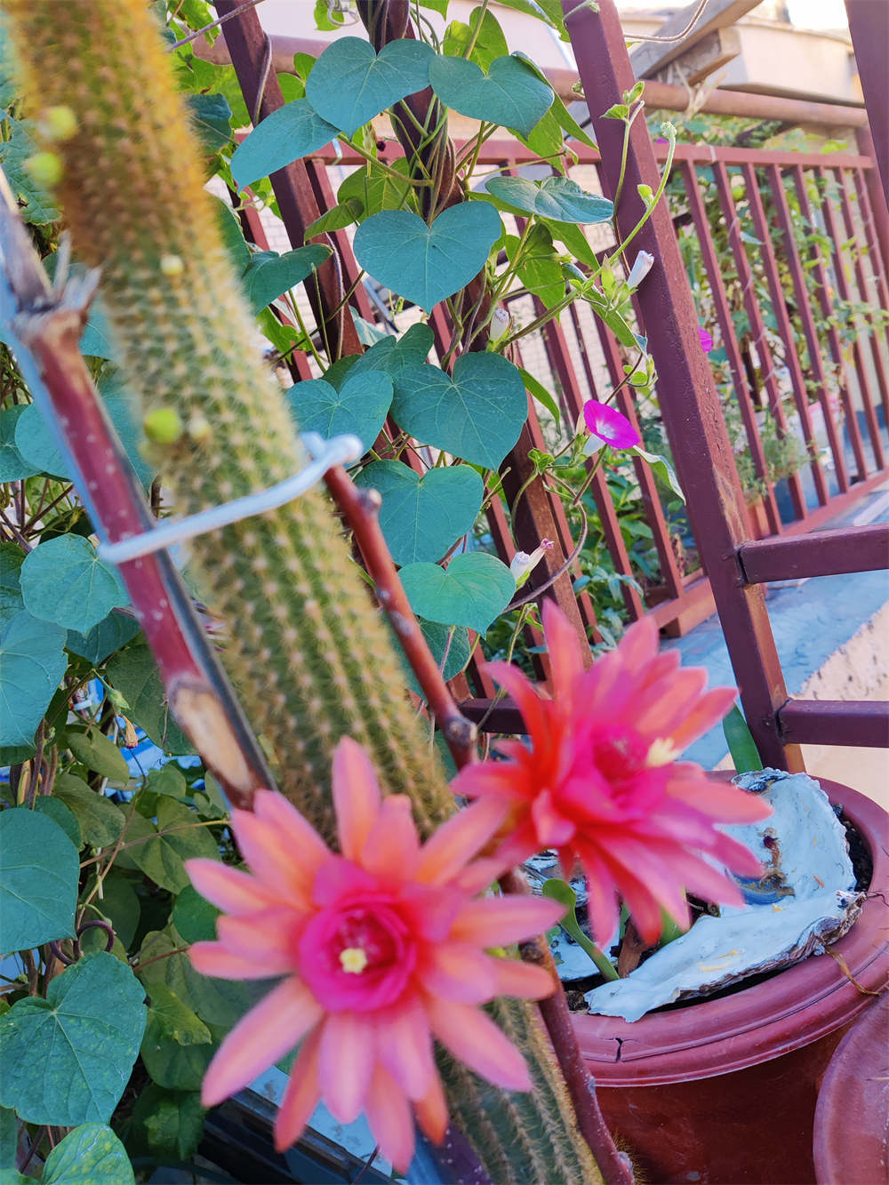 毛花柱