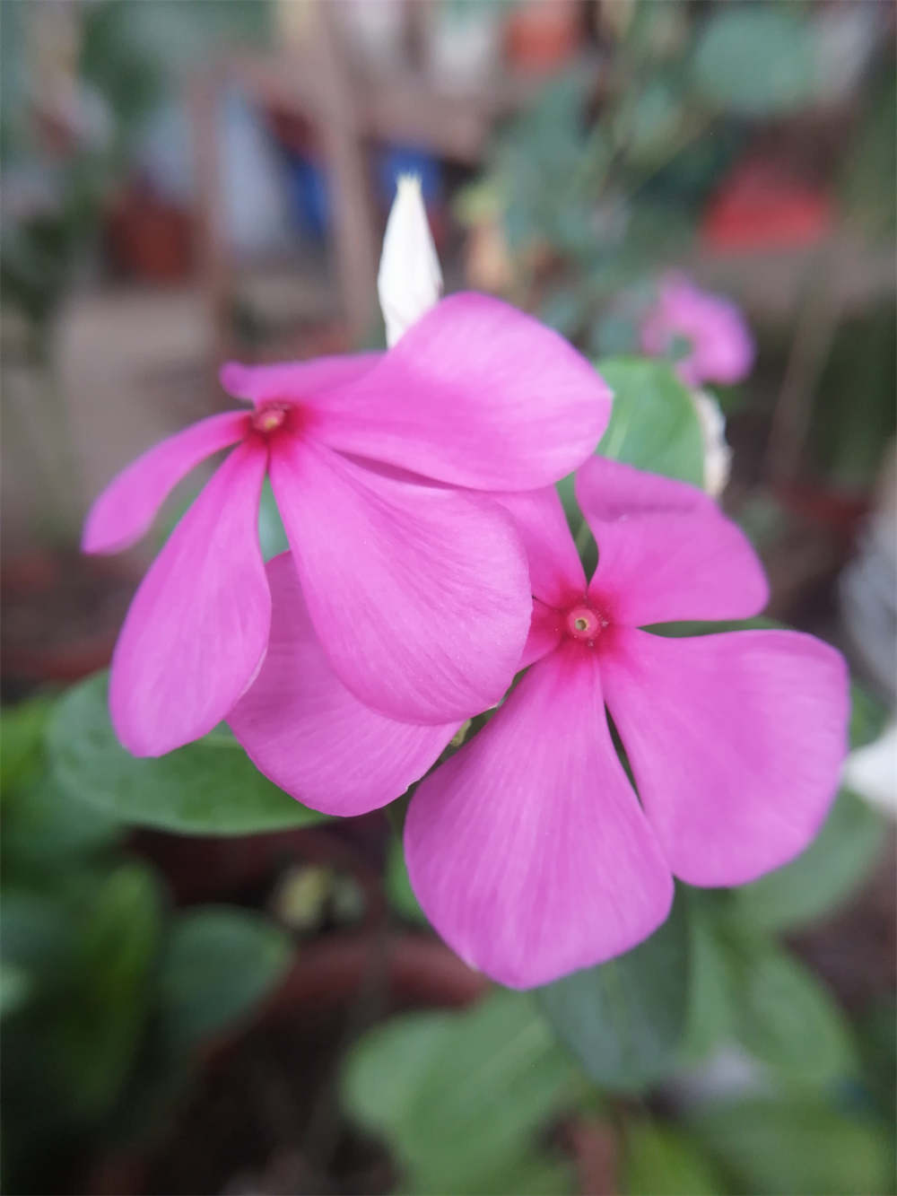 花卉