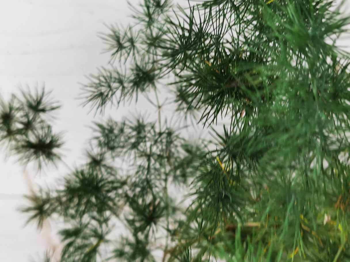 花卉