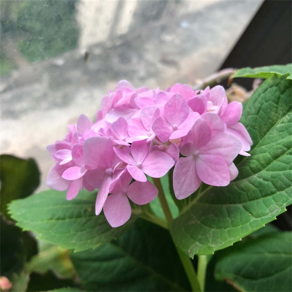 花卉