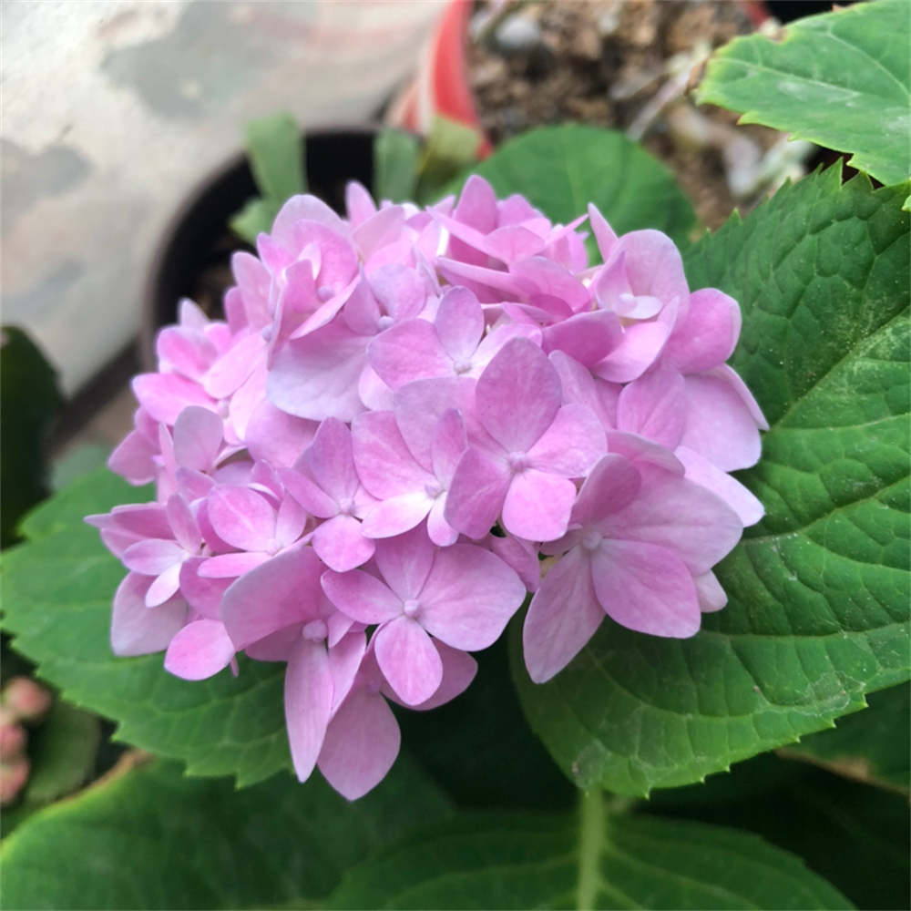 花卉