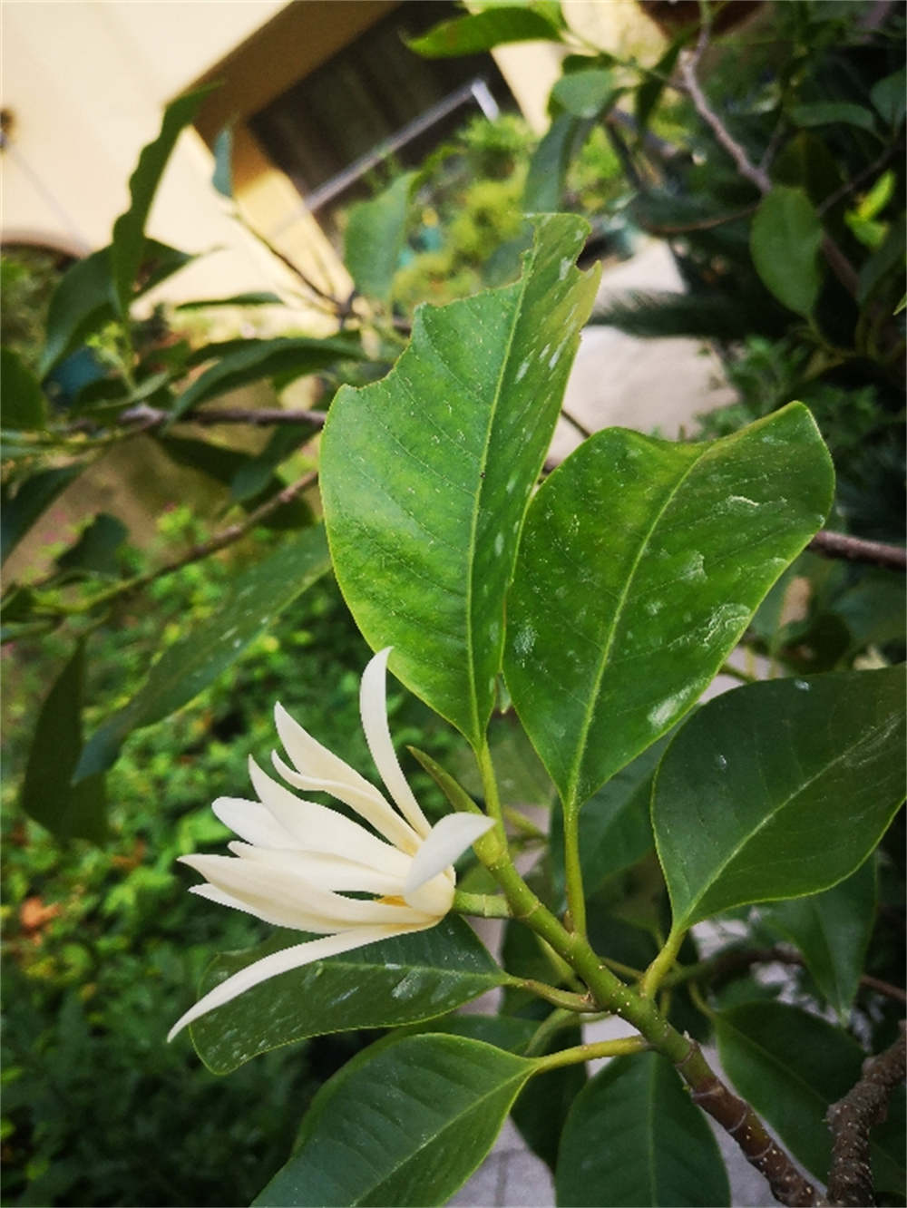 花卉