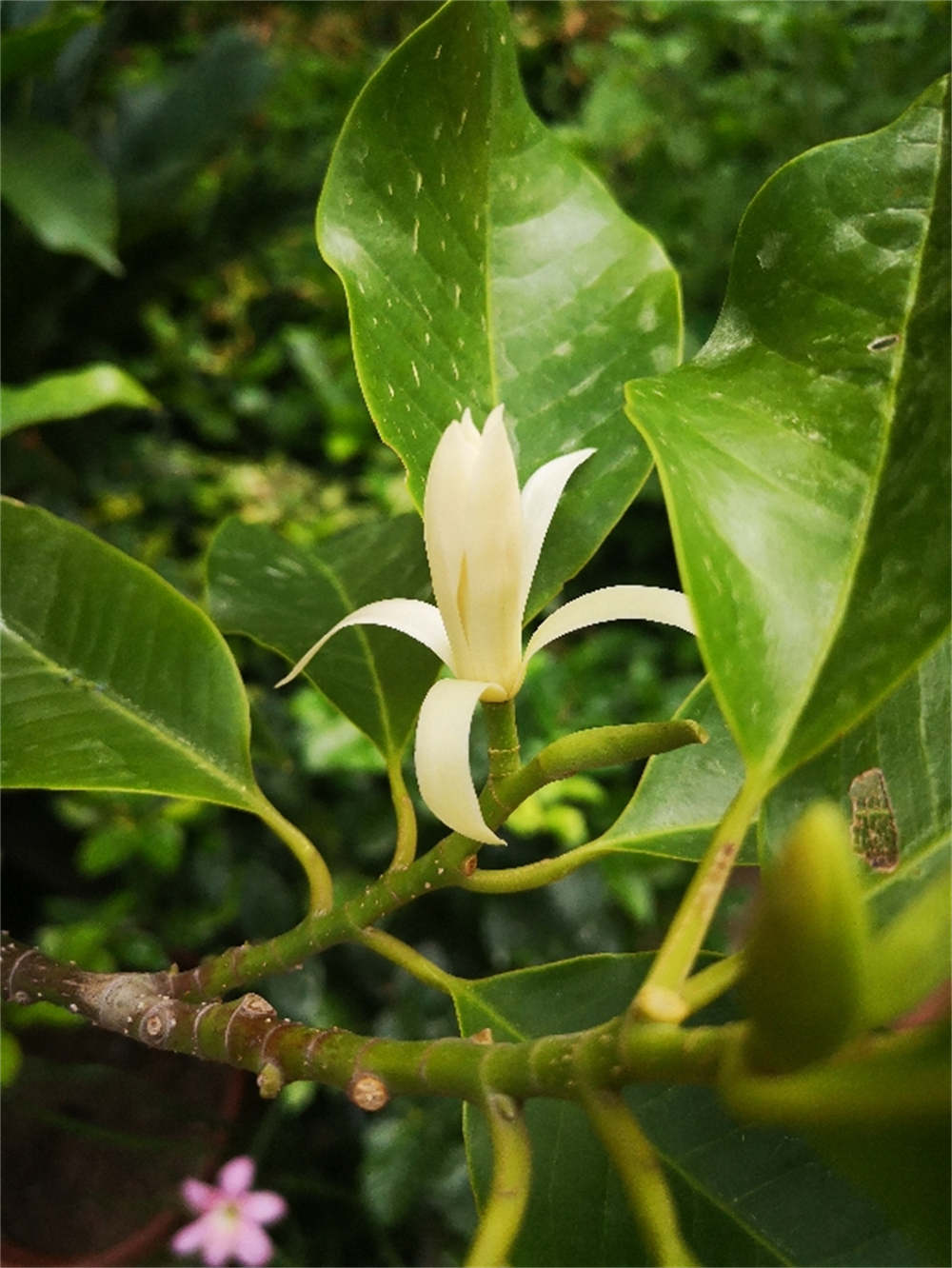 花卉